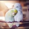 codie_a